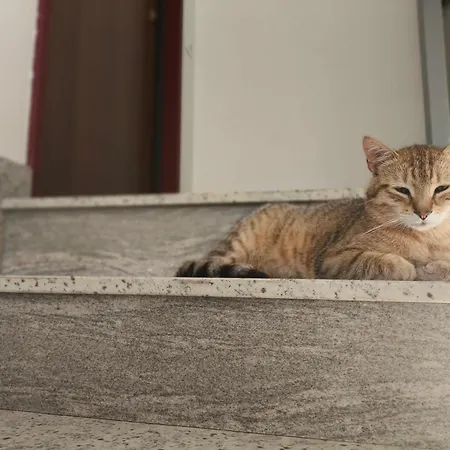 Light Blue * Scordia